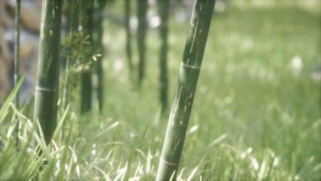 Fondo-De-Bosque-De-árboles-De-Bambú-Verde